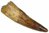 Fossil Spinosaurus Tooth - Real Dinosaur Tooth #354803-1